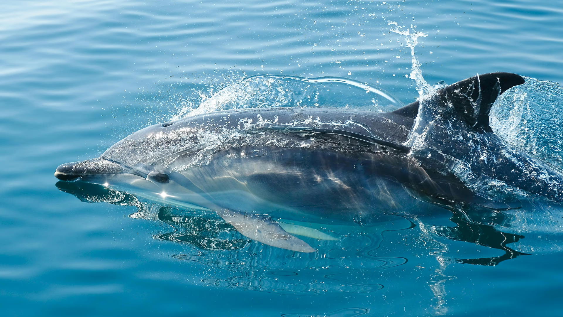Lucky Dolphin Safari